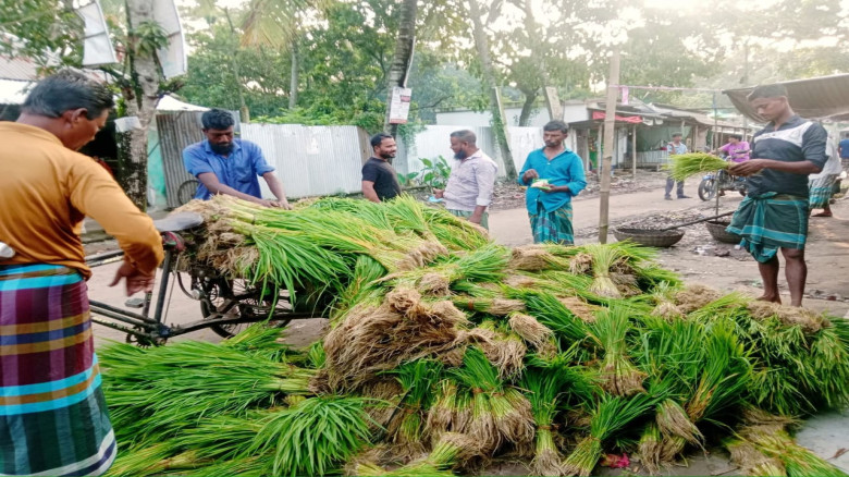 ধান রোপণের মৌসুমে জমে উঠেছে নড়াগাতীর পাতোর হাট