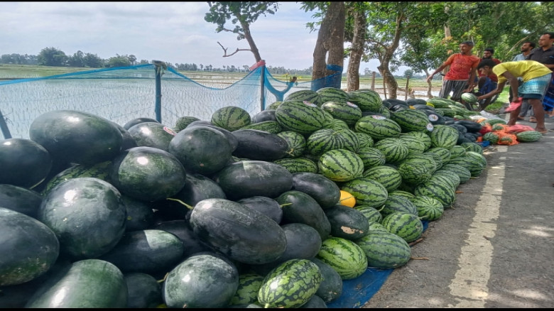 ভূতগাড়ির মাচা পদ্ধতির তরমুজ:কৃষিতে নতুন সম্ভাবনার দ্বার