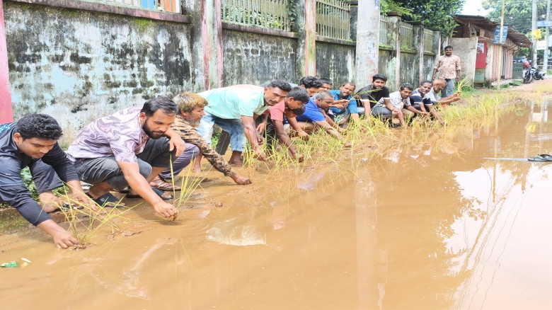 ঠাকুরগাঁওয়ে পৌরসভার সড়কে ধান রোপণ করে এলাকাবাসীর প...